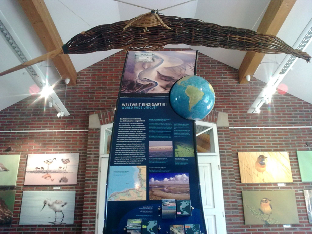 Ausstellungsraum in Nationalparkhaus Dangast  [Foto: L. Klein]