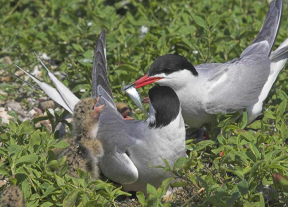 Flussseeschwalben-Familie, Fütterung des Jungen mit einem kleinen Fisch [Foto: A. Maywald]