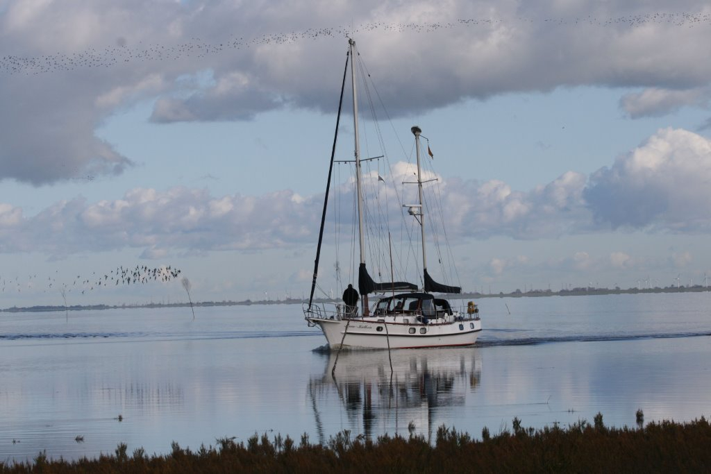 Tausende von Zugvögeln überwintern im Jadegebiet und lassen sich auch vom Boot aus gut beobachten [Foto: H.Harder]