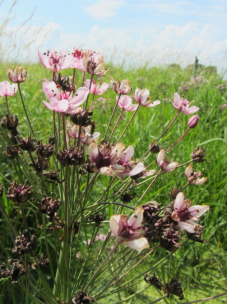 Schwanenblume - eine markante Staude der Grabenufer und Röhrichte [Foto: U. Kuhn]