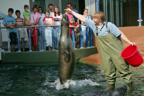 Springender Seehund im Aquarium Wilhelmshaven [Foto: W. Hochstetter]