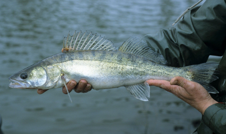 F: Zander  [Foto: L. Meyer, http://www.fischfauna-online.de]